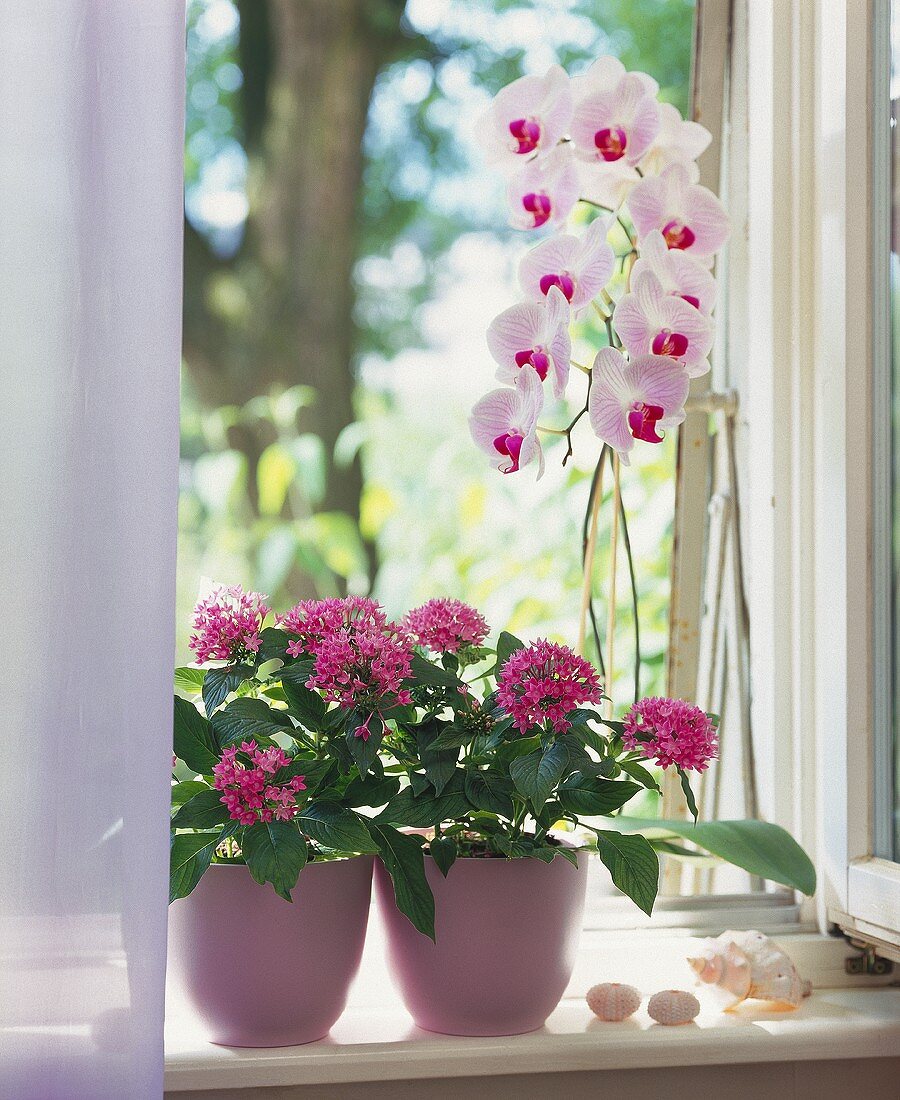 Blühende Phalenopsis und Pentas auf dem Fensterbrett