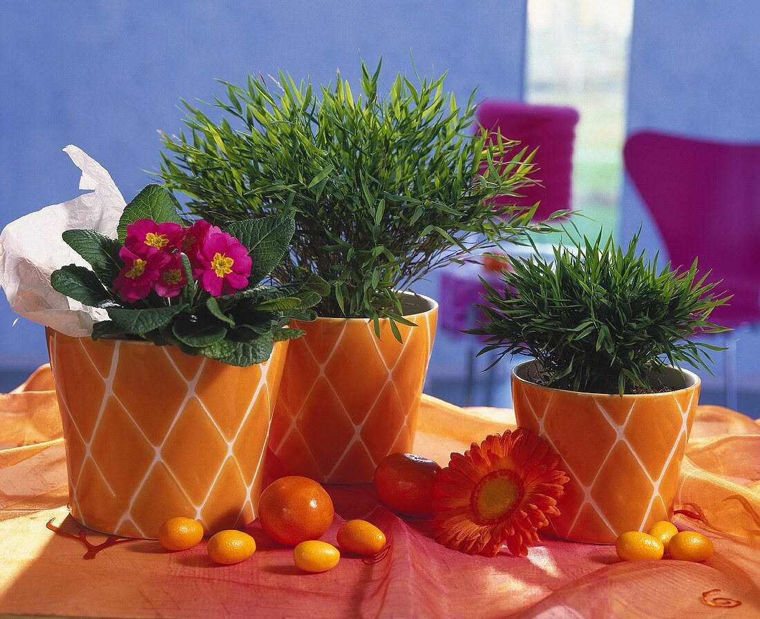 Potted bamboo & primula in orange cache-pots & wooden eggs