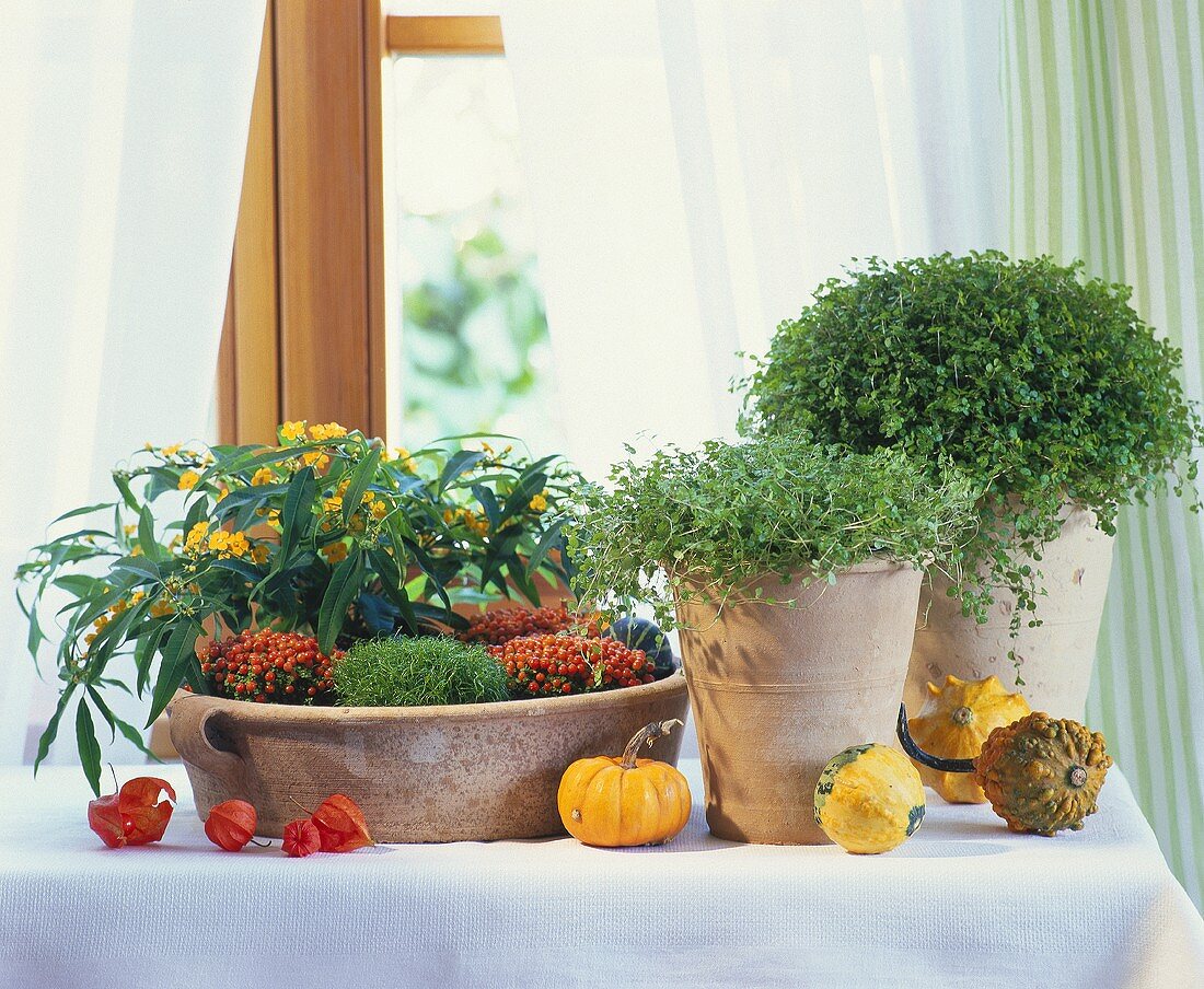 Bubiköpfchen, Schale mit Korallenmoos & Seidenblumen