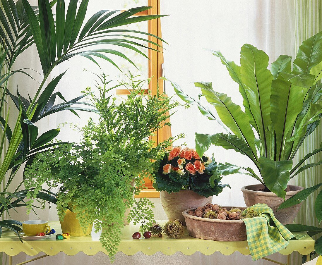 Greenery in window: ferns, Kentia, ribbon plant, Begonia