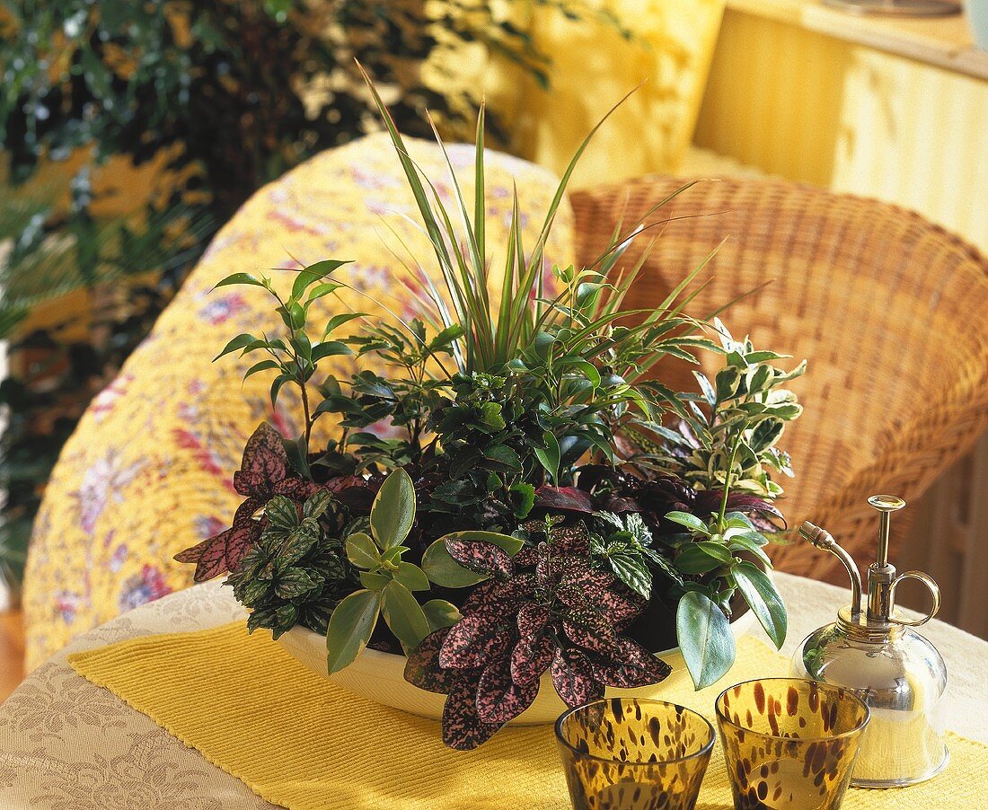 Bepflanzte Schale mit Dracaena, Peperomia, Tüpfelblume etc.