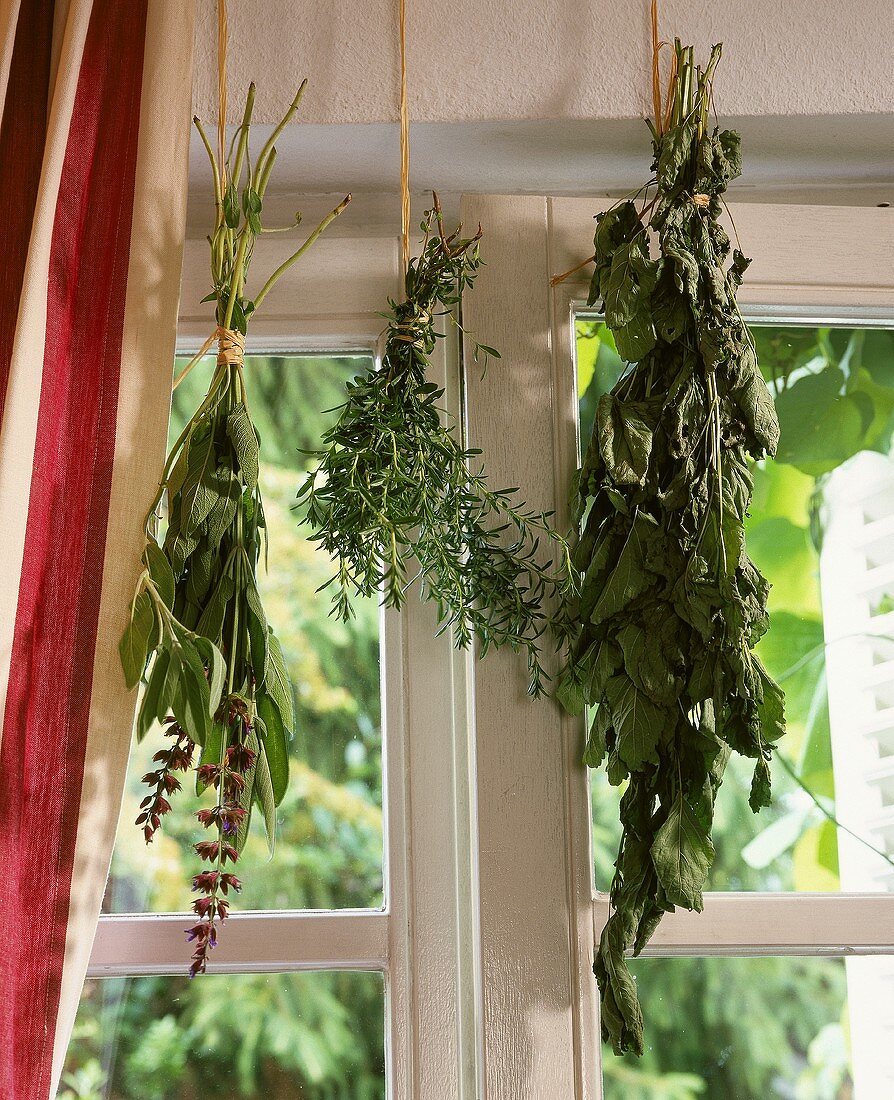 Bunches of herbs hanging at window to dry