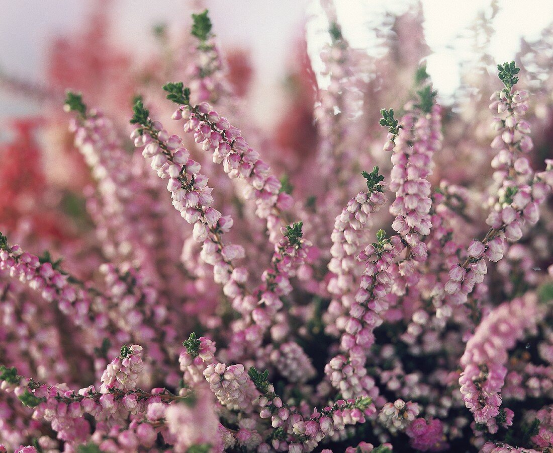 Double pink Calluna (close-up)