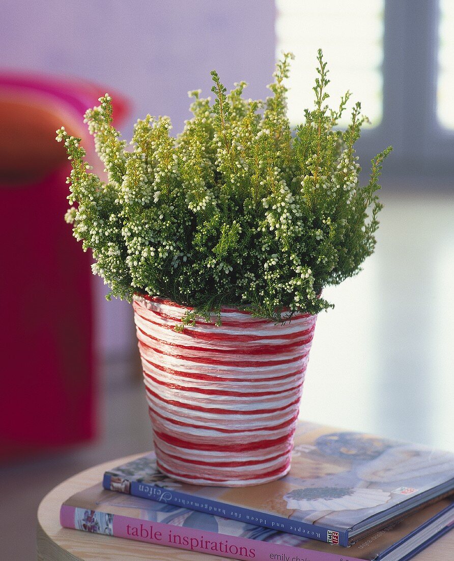 White heather in coiled cache-pot