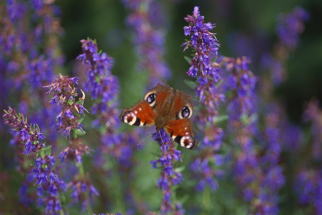 Schmetterling 'Pfauenauge' auf Ysopblüten