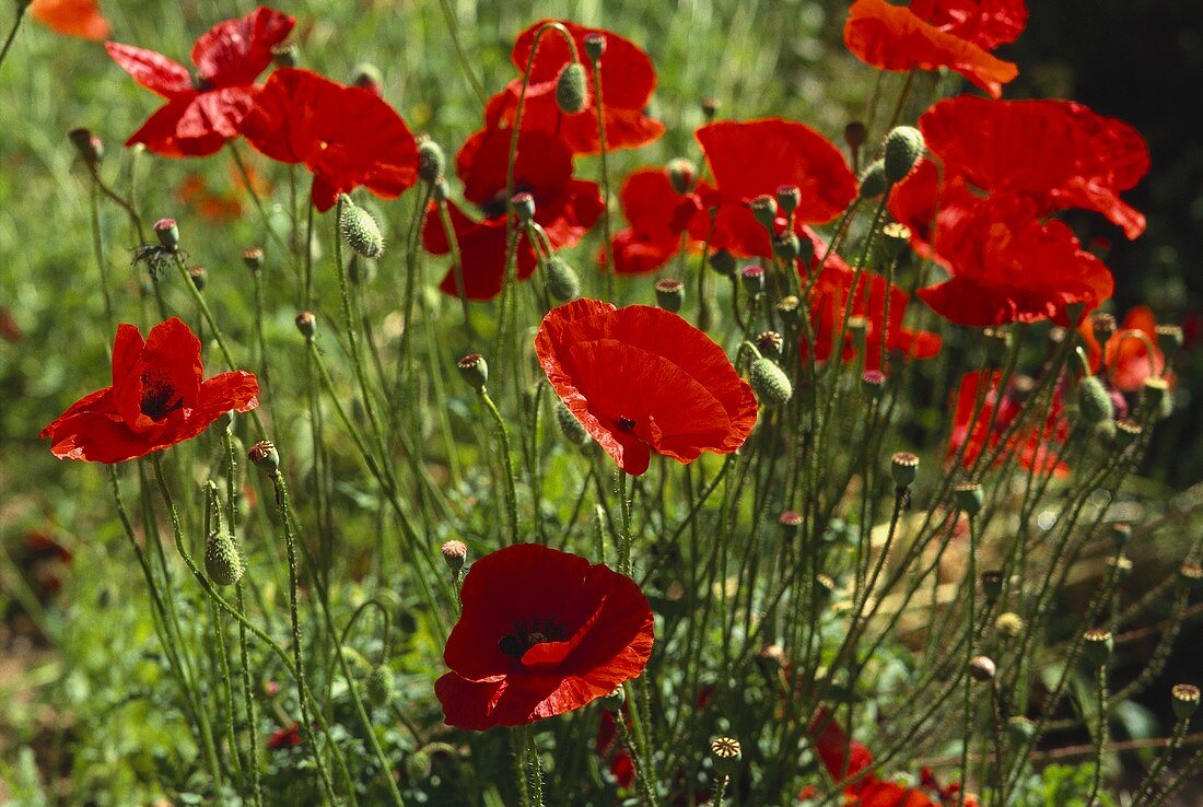 Red poppy in full bloom