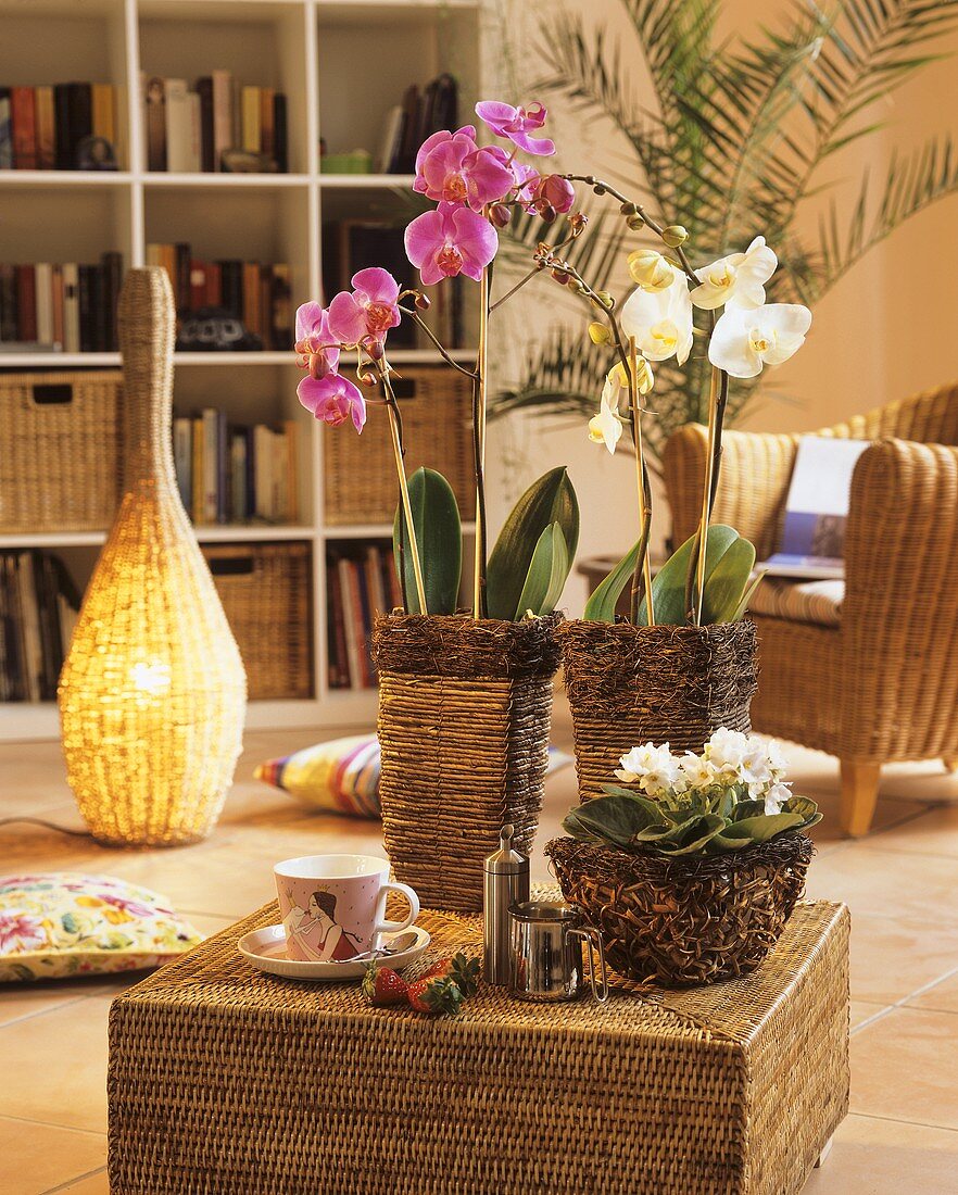 Phalenopsis in wicker cache-pots