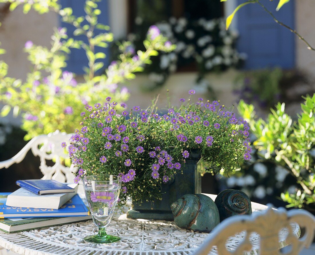 Flowering Swan River daisies on a garden table