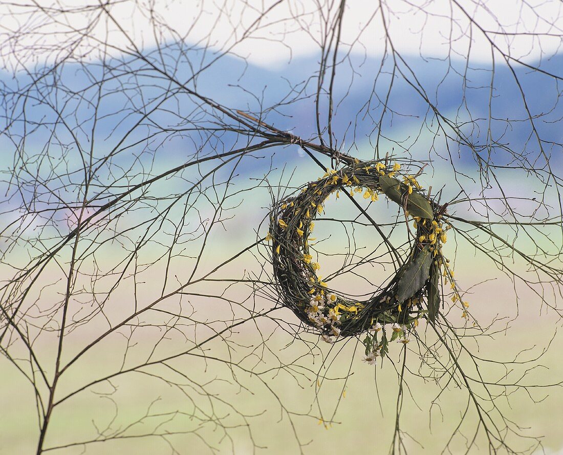 Wreath  of dried broom, bay and marguerites