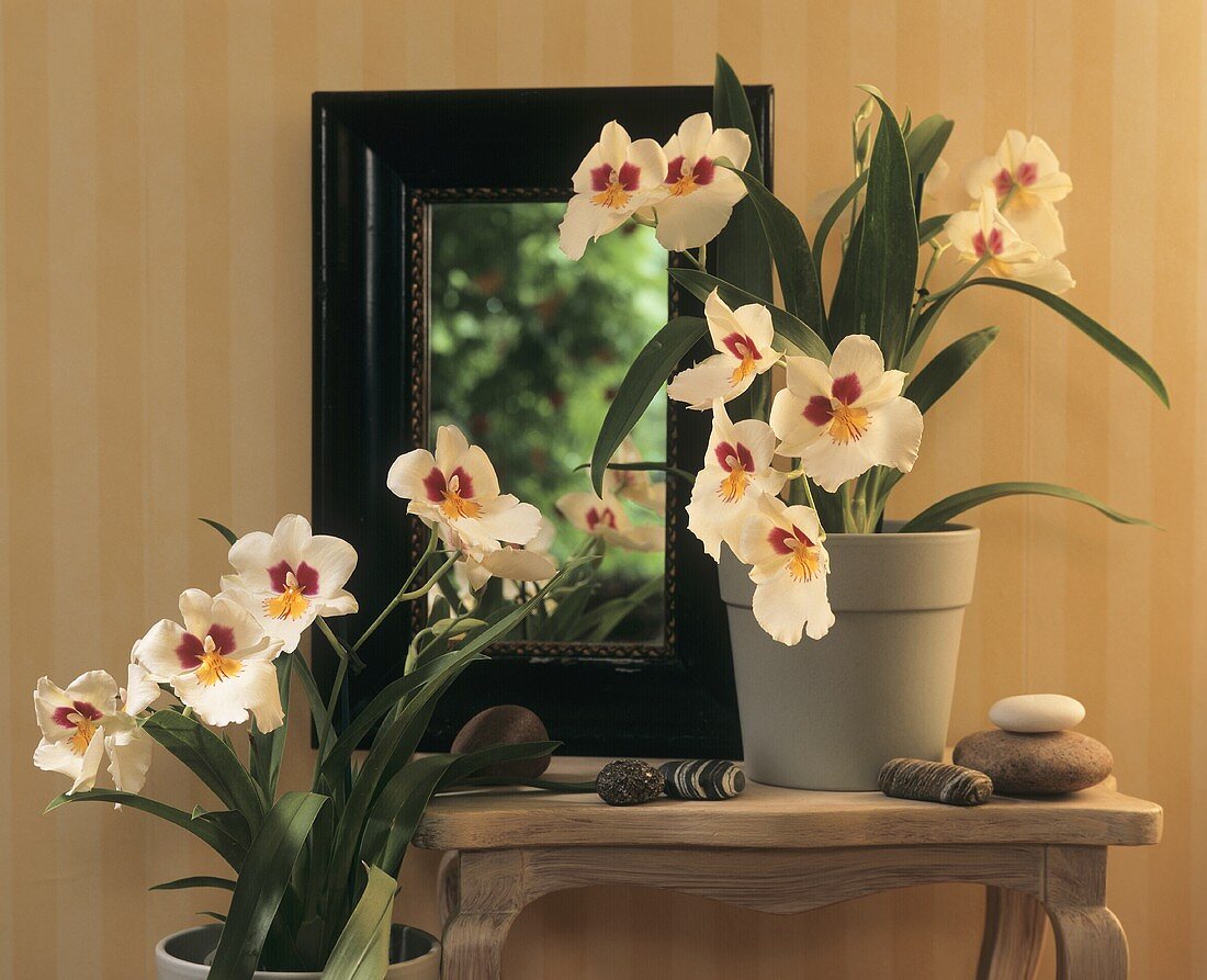 Flowering orchids (Miltoniopsis)