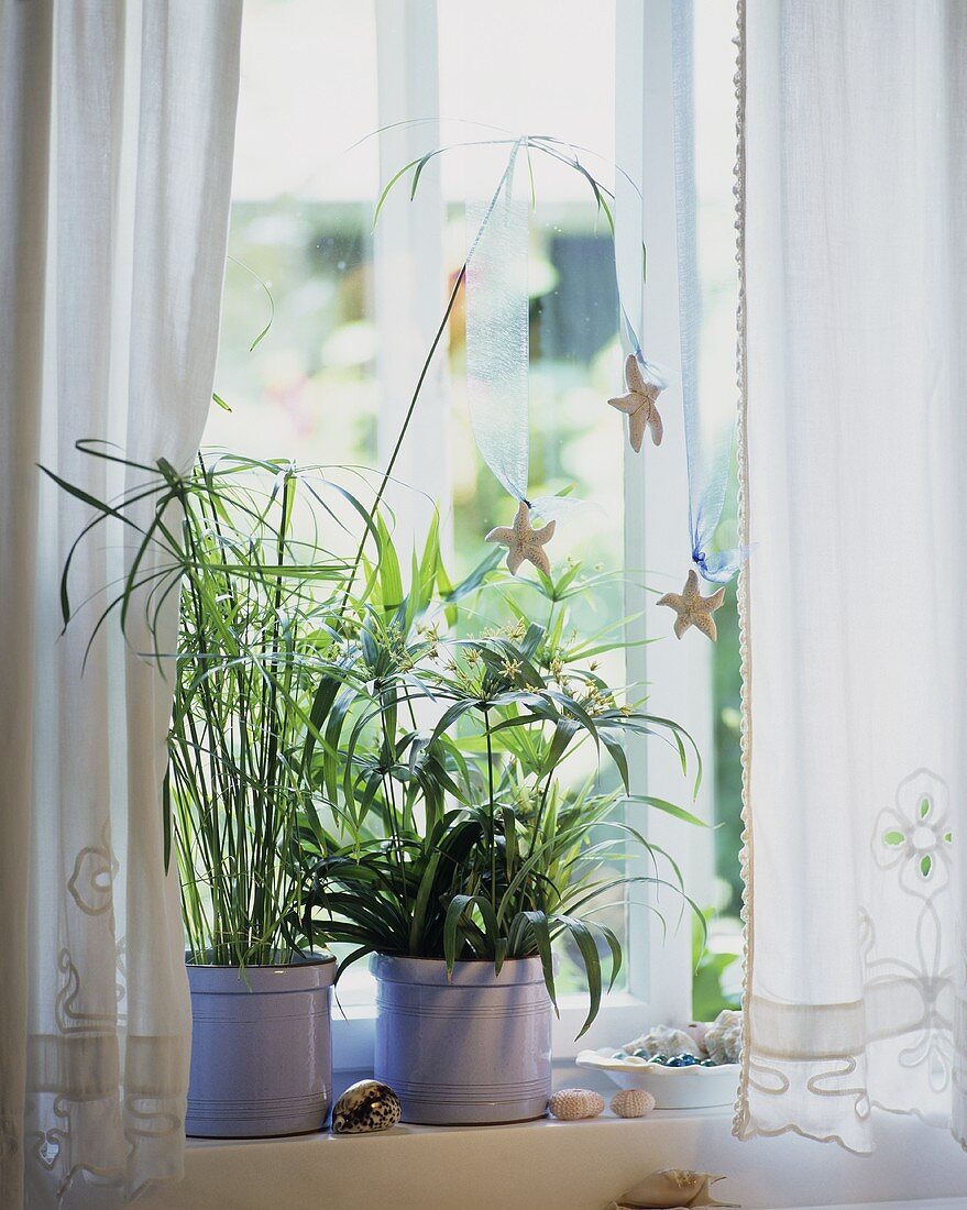 Papyrus and Umbrella plant with starfish hanging on them