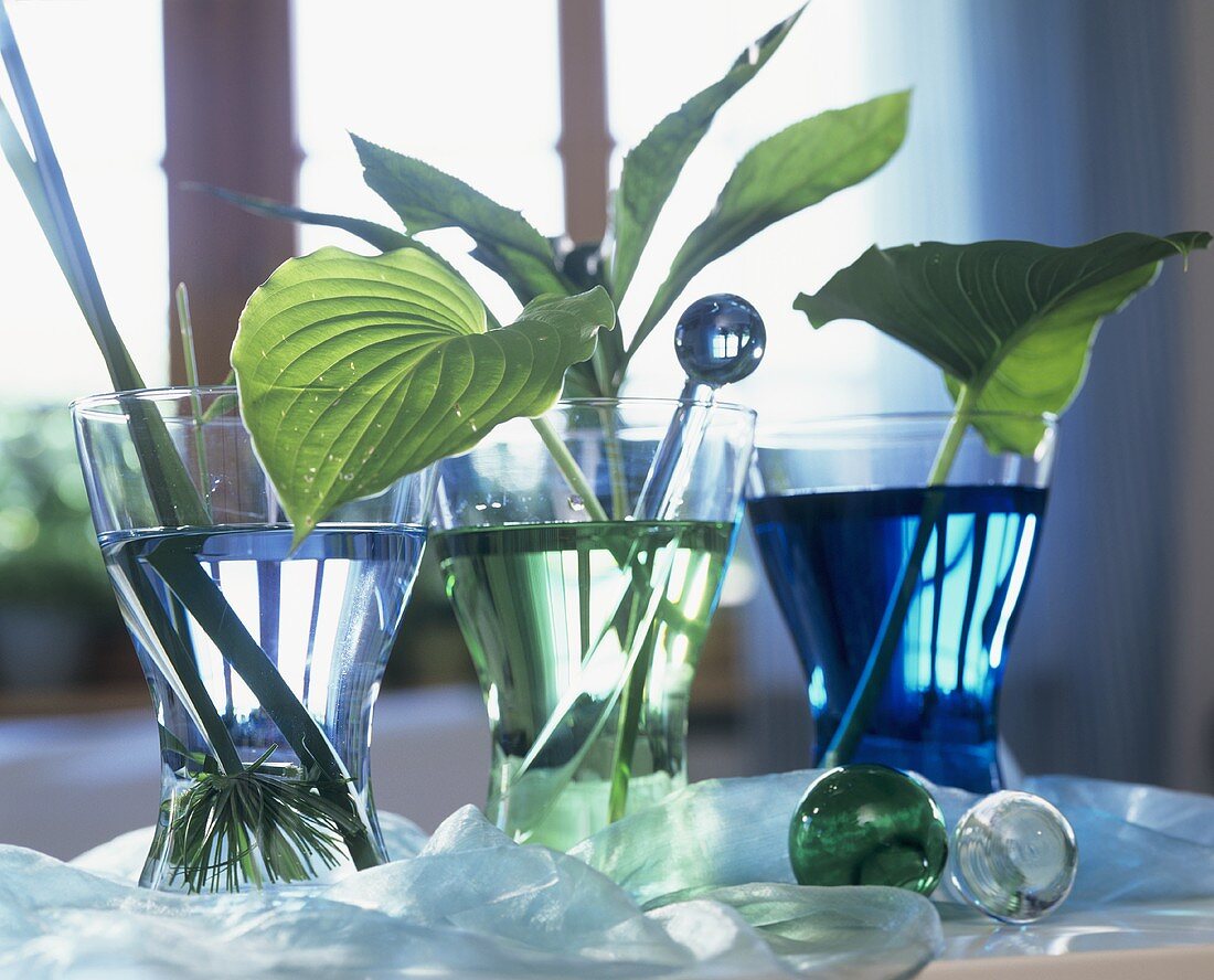 Various leaves in glasses of coloured water