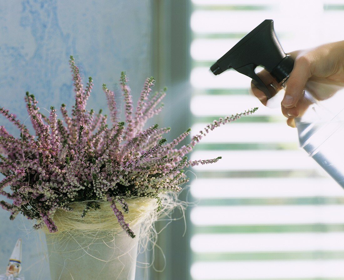 Pink Erica calluna being sprinkled with water