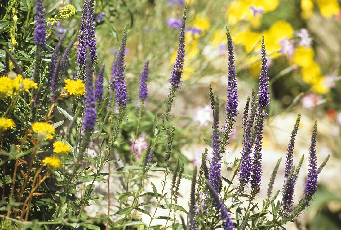 Veronica mit blauen Blütenkerzen