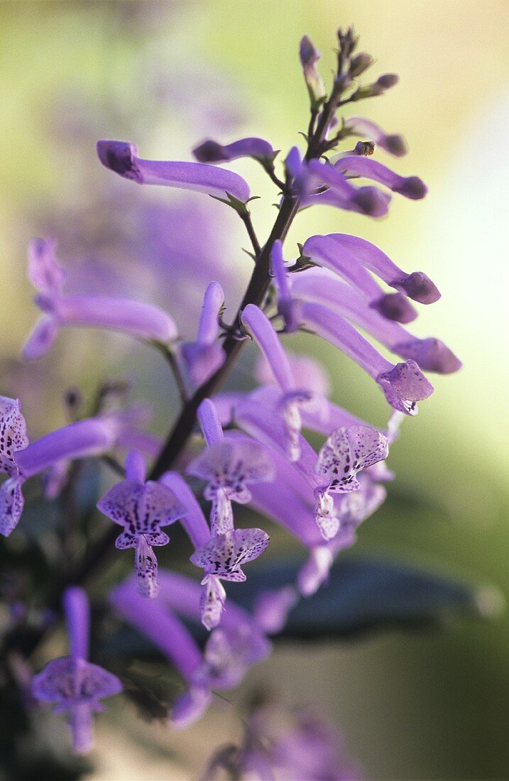 Lachenalia flowers