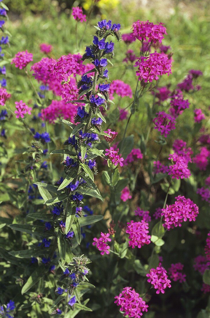 Blue Viper's bugloss with pink Campions