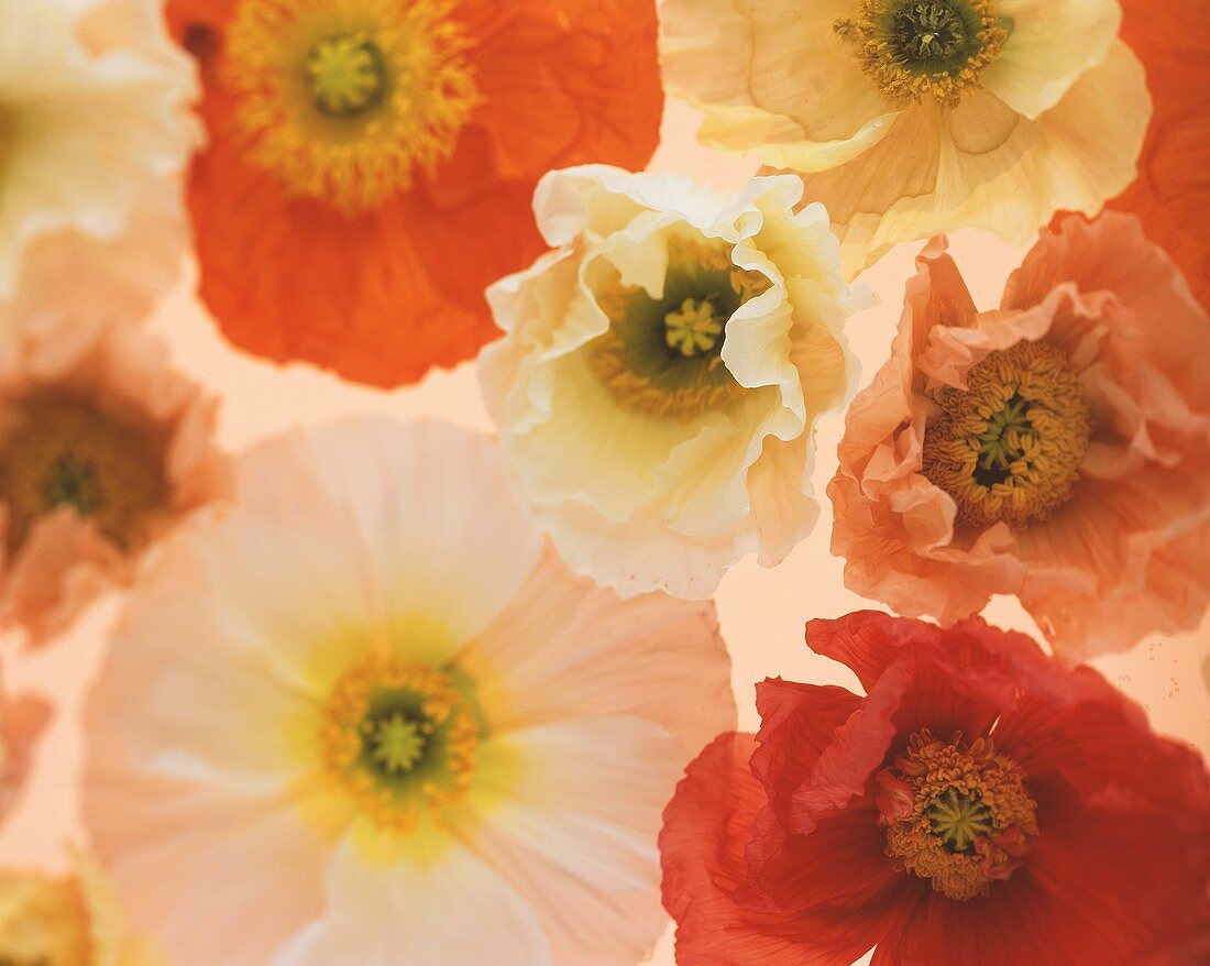 Colourful poppies floating in water