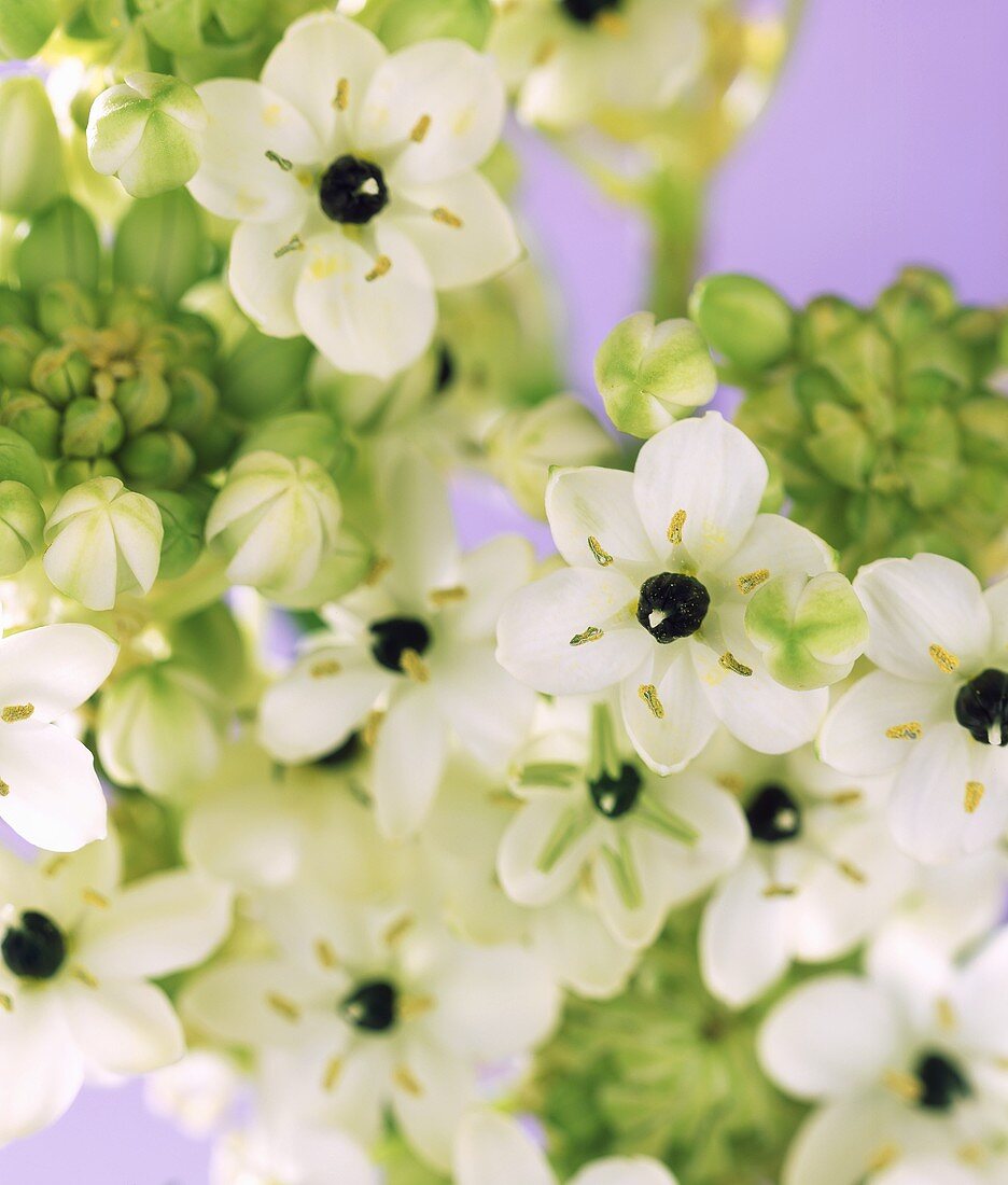 Arabian star flower (Ornithogalum arabicum)