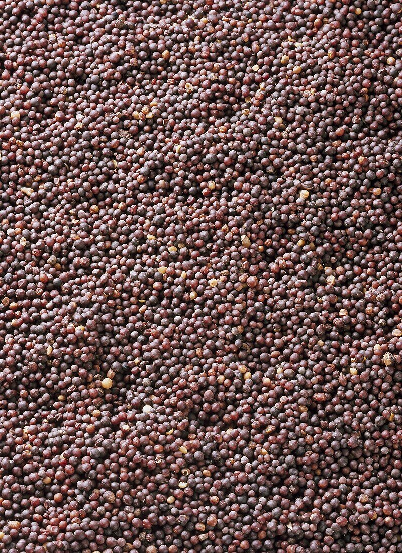 Black mustard seeds (Brassica nigra)