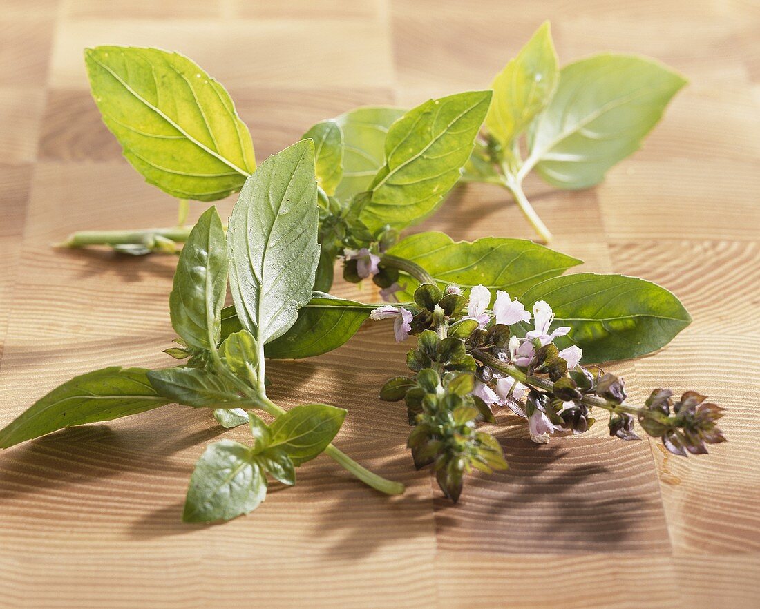 Mexican basil (Ocimum basilicum)