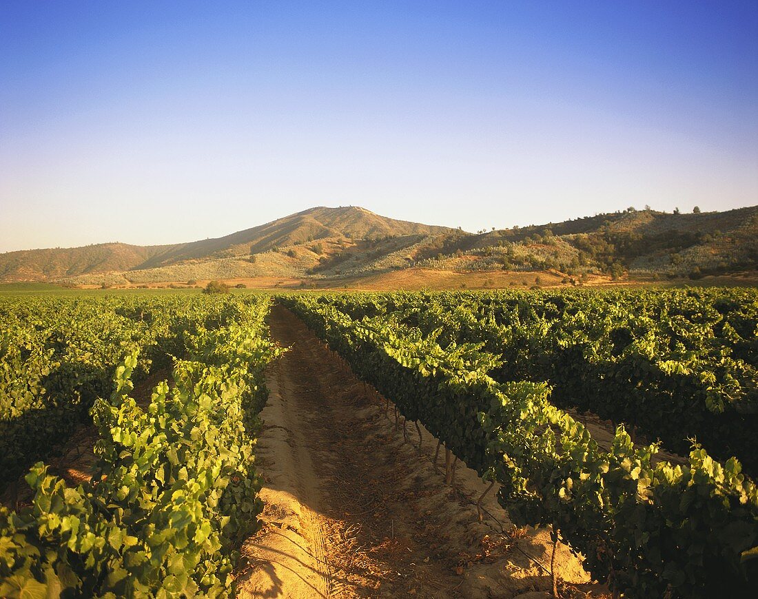 Vineyards of Santa Isabel Estate, Valle de Casablanca, Chile