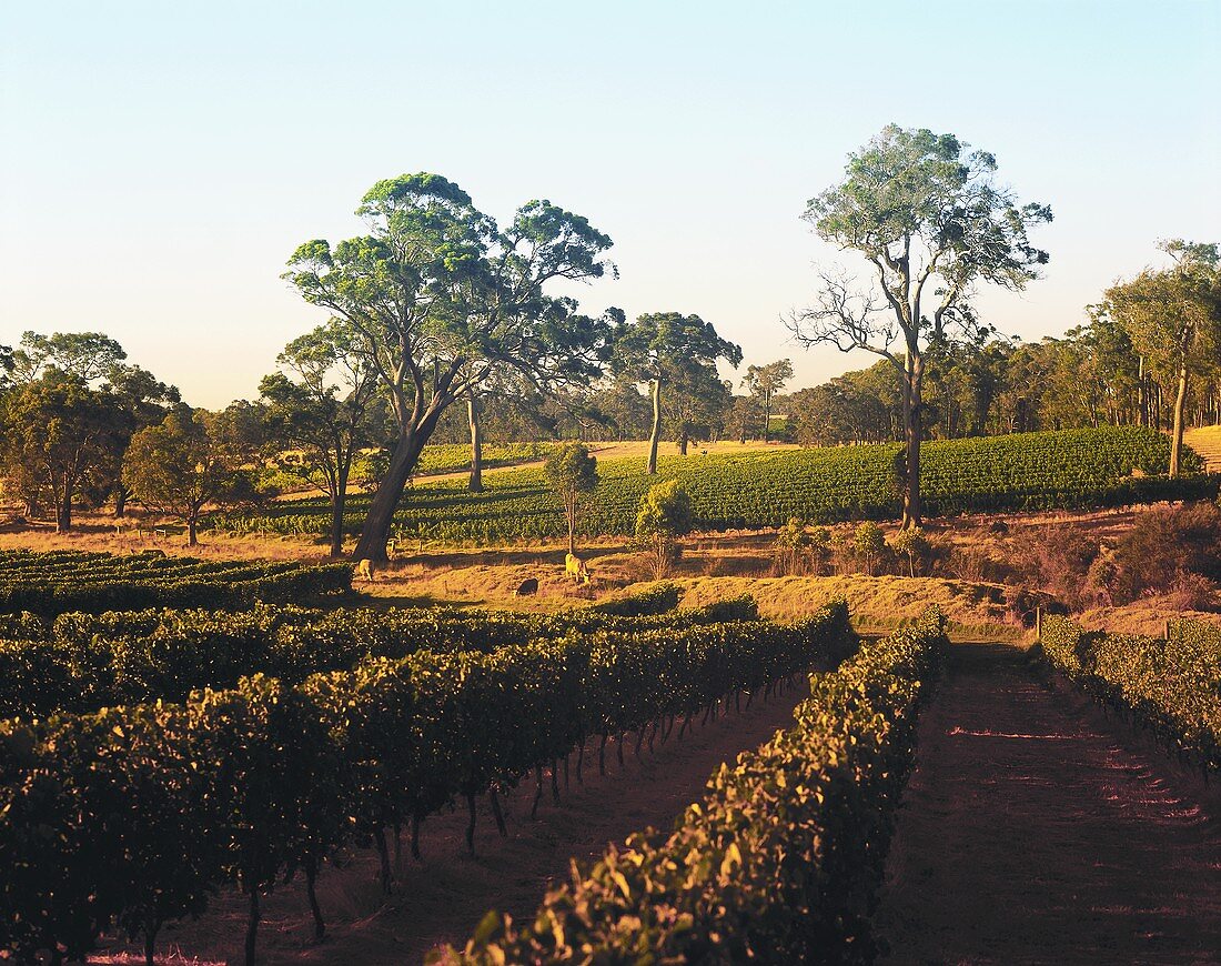 Biologischer Weinanbau, Settlers Ridge, Cowaramup, Australien