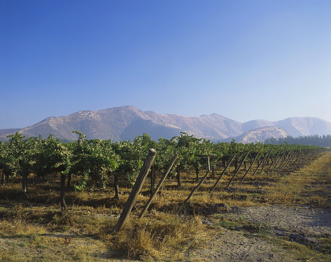 Vineyard in Valle de Curicò, S. Chile