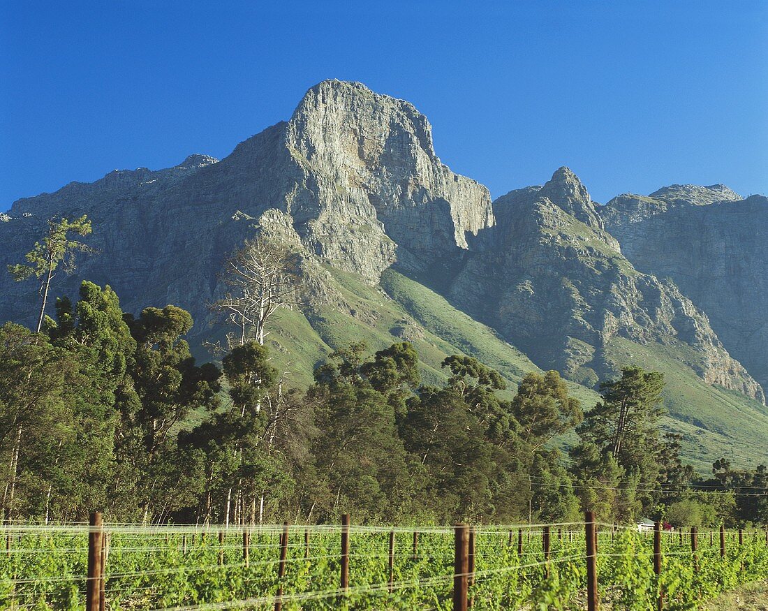 Morning in vineyard at foot of Groot Drakenstein, S. Africa