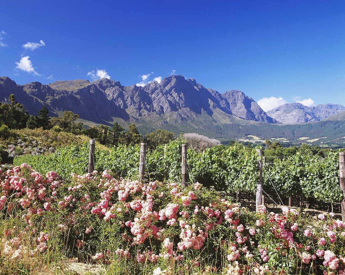 Vineyards of Haute Cabrière, Franschhoek, S. Africa