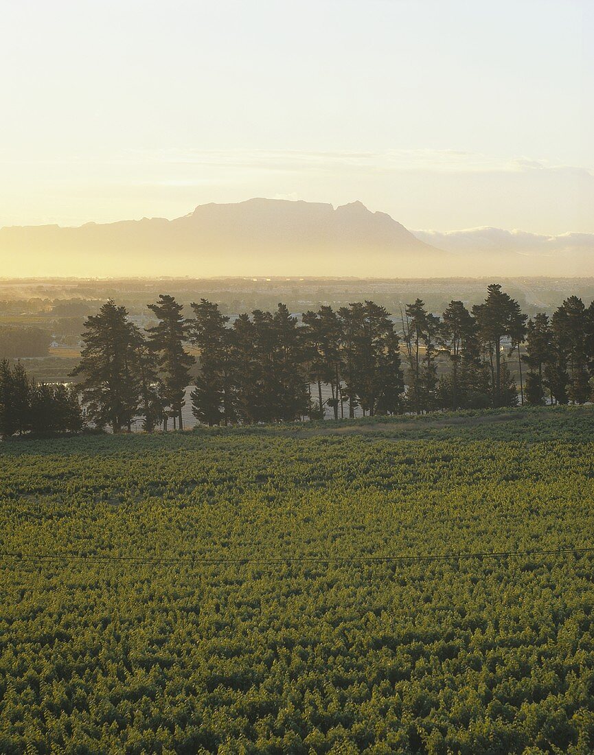 Weinberge mit Tafelberg im Hintergrund, Stellenbosch, Südafrika