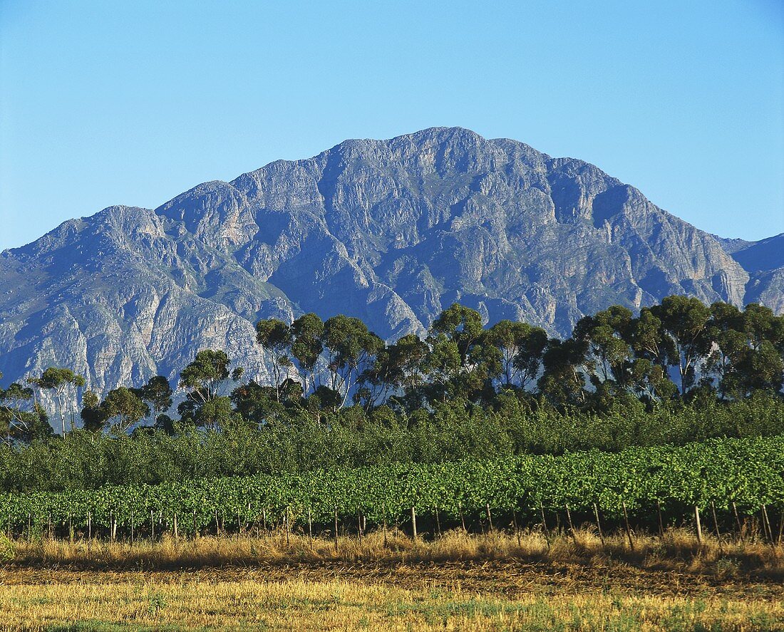 Weinberg in Tulbagh, exzellentes Weinanbaugebiet, Südafrika