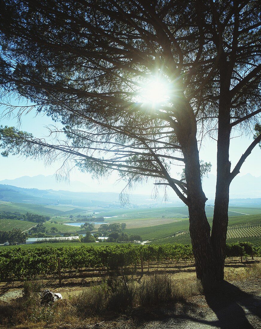 Blick über Weinberge, Weingut Jordan, Stellenbosch, Südafrika