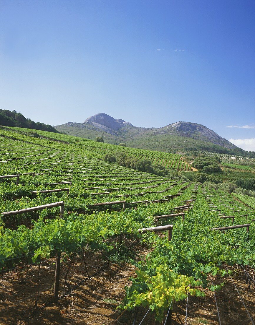 Vineyards in Paarl, wine region near Cape Town, S. Africa