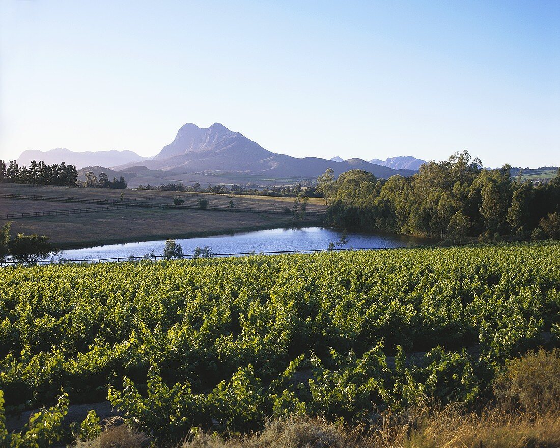Vineyards in Paarl with view of Simonsberg, S. Africa