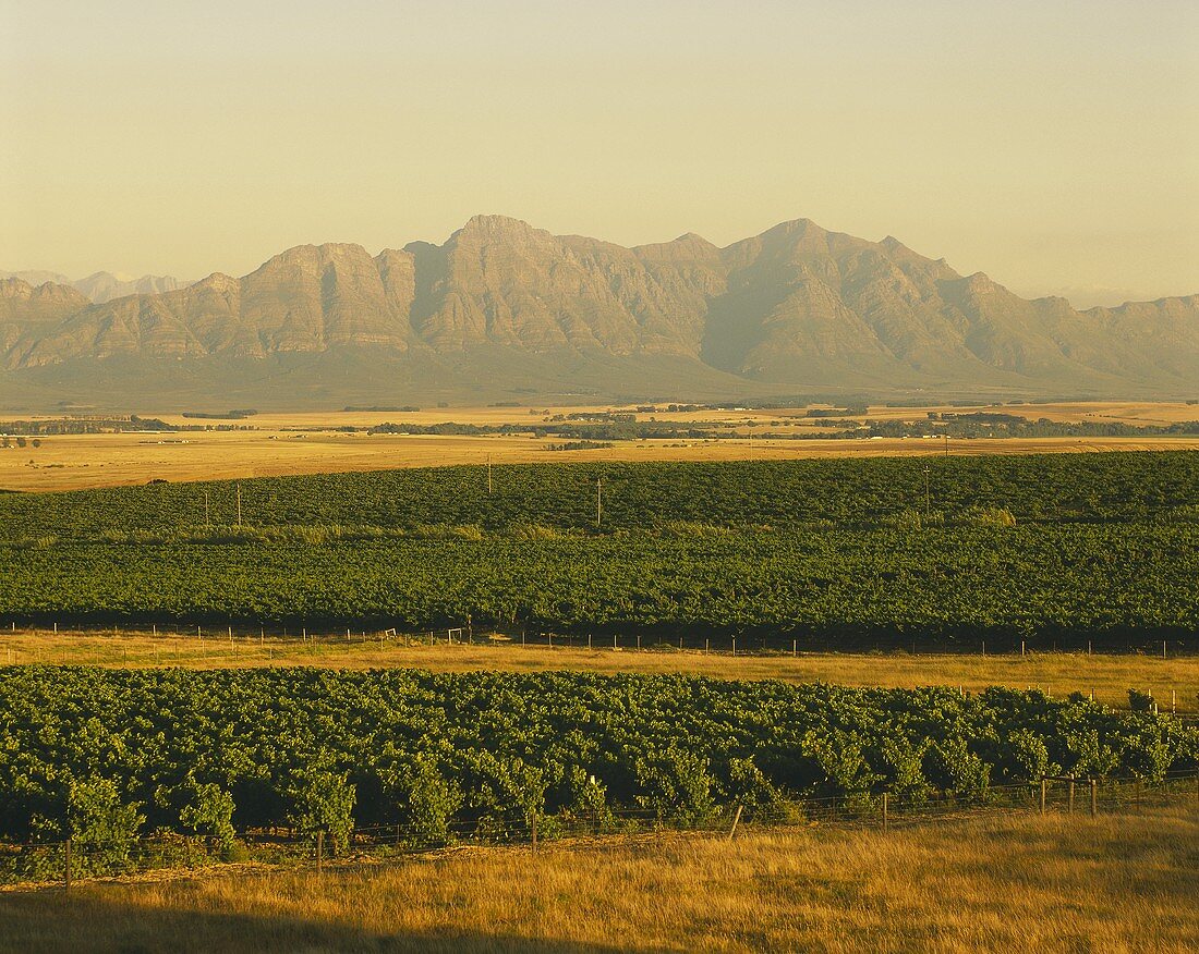 Vineyards in Swartland near Riebeeck-Kasteel, S. Africa
