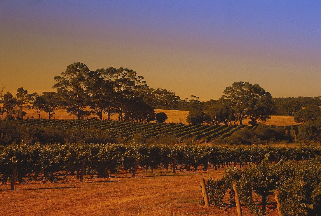 Evening in vineyard, Leeuwin Estate, W. Australia