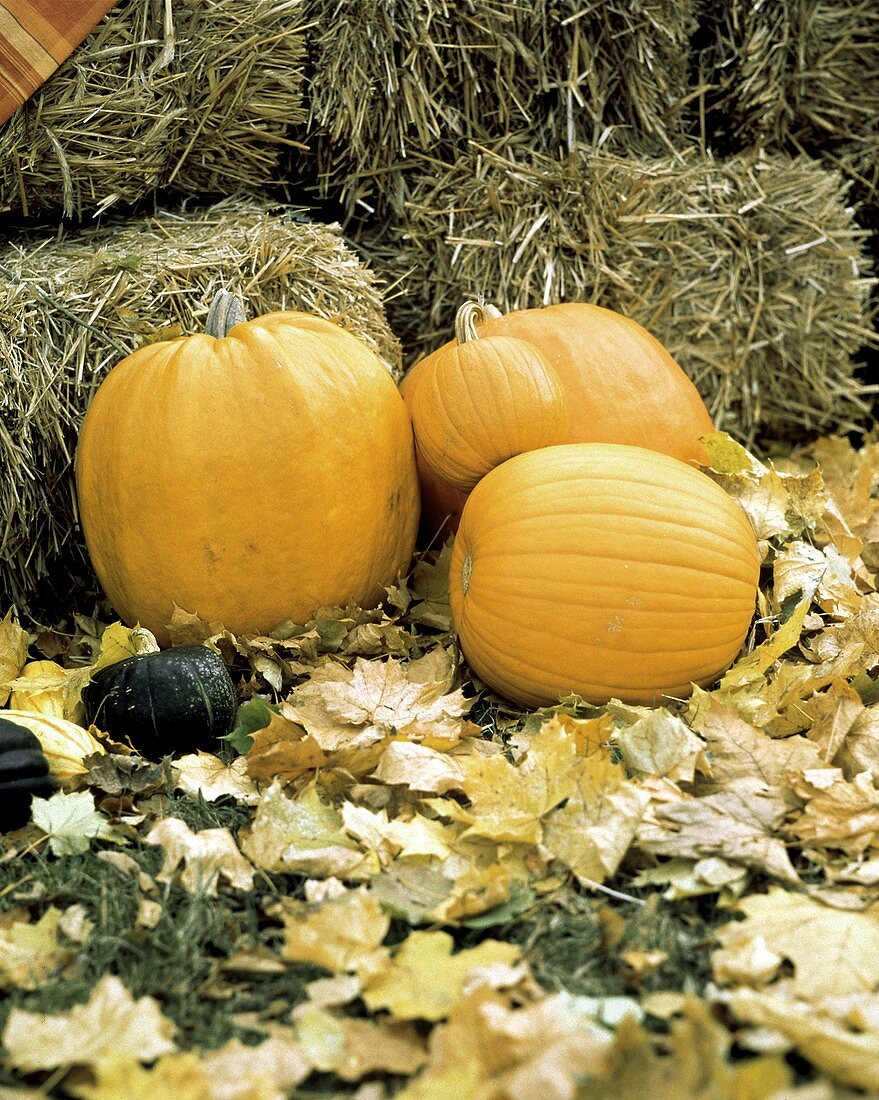 Orangerote Riesenkürbisse im Herbstlaub vor Strohbündeln