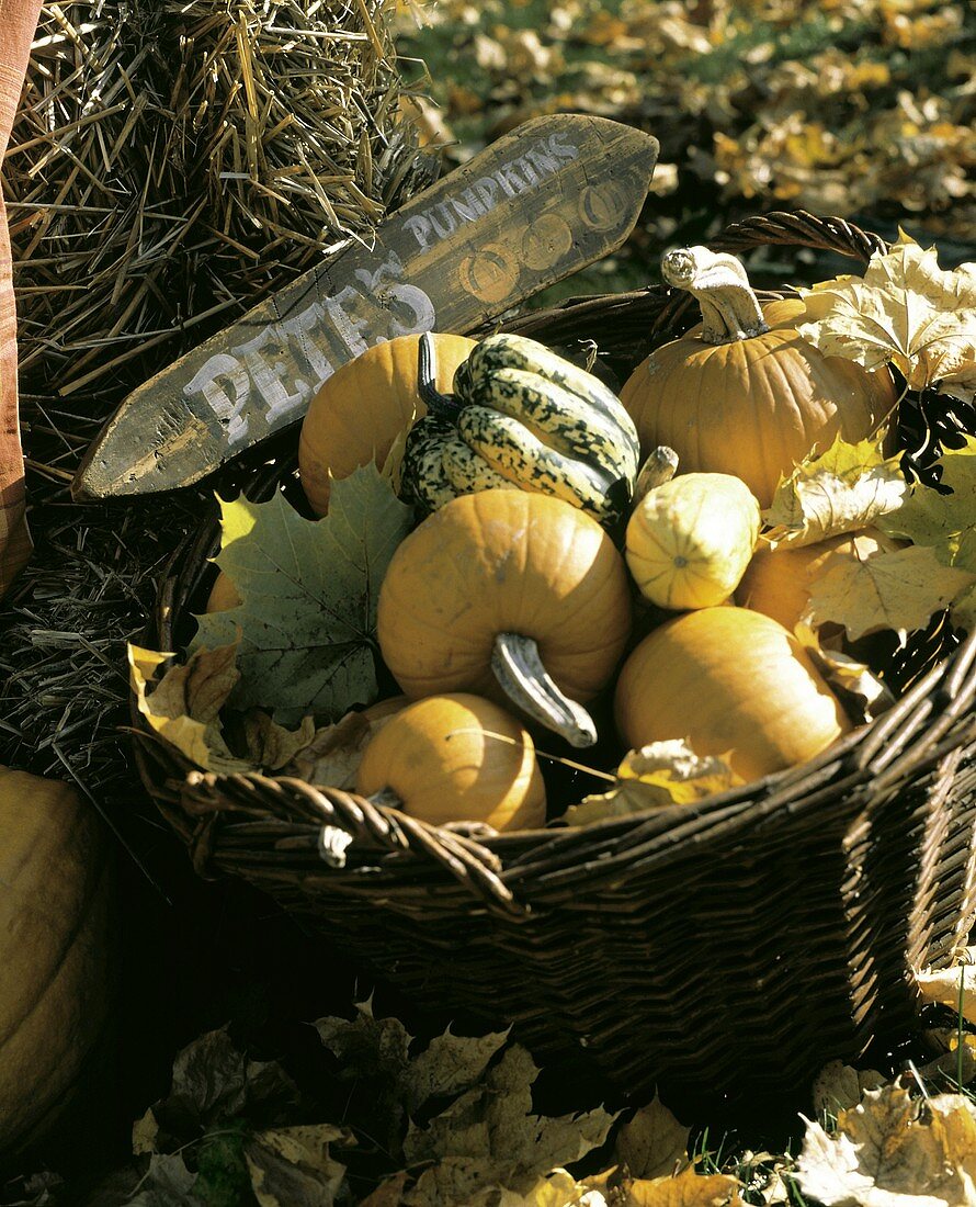 Assorted Pumpkins and Squash in a Basket; Wooden Sign