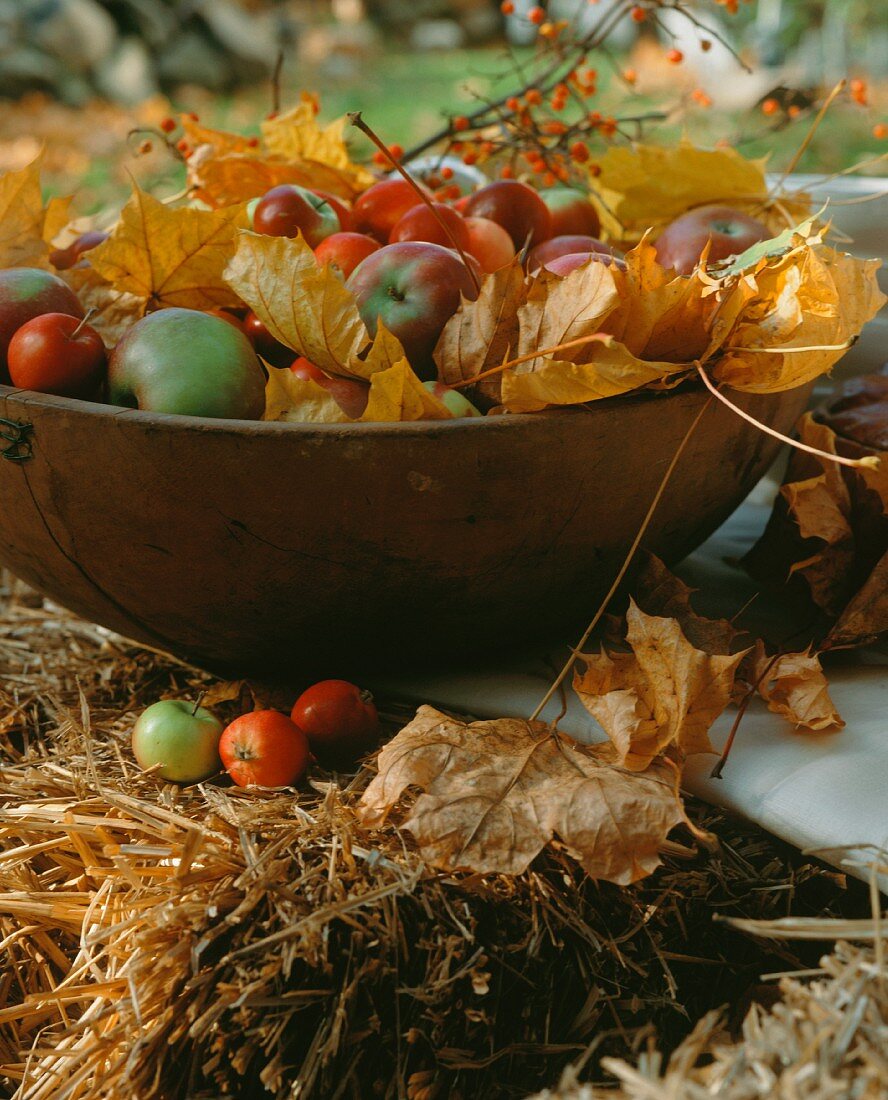 Assorted Apples in Wooden Bowl; Leaves