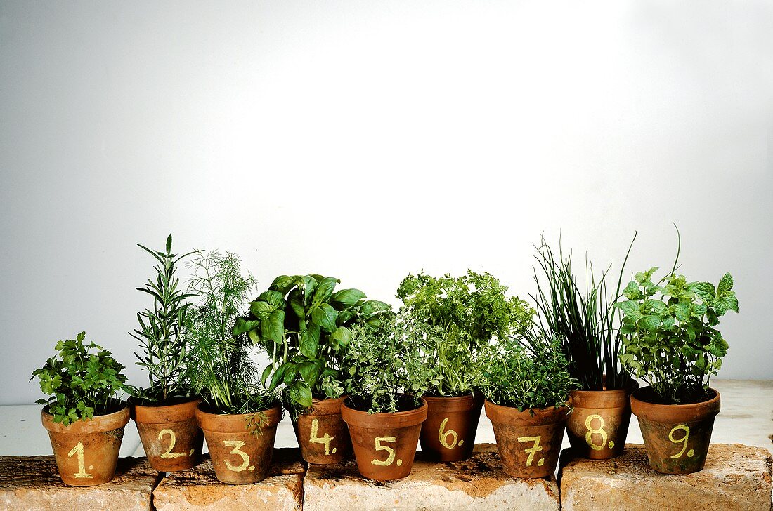 Nine Assorted Herbs in Clay Pots