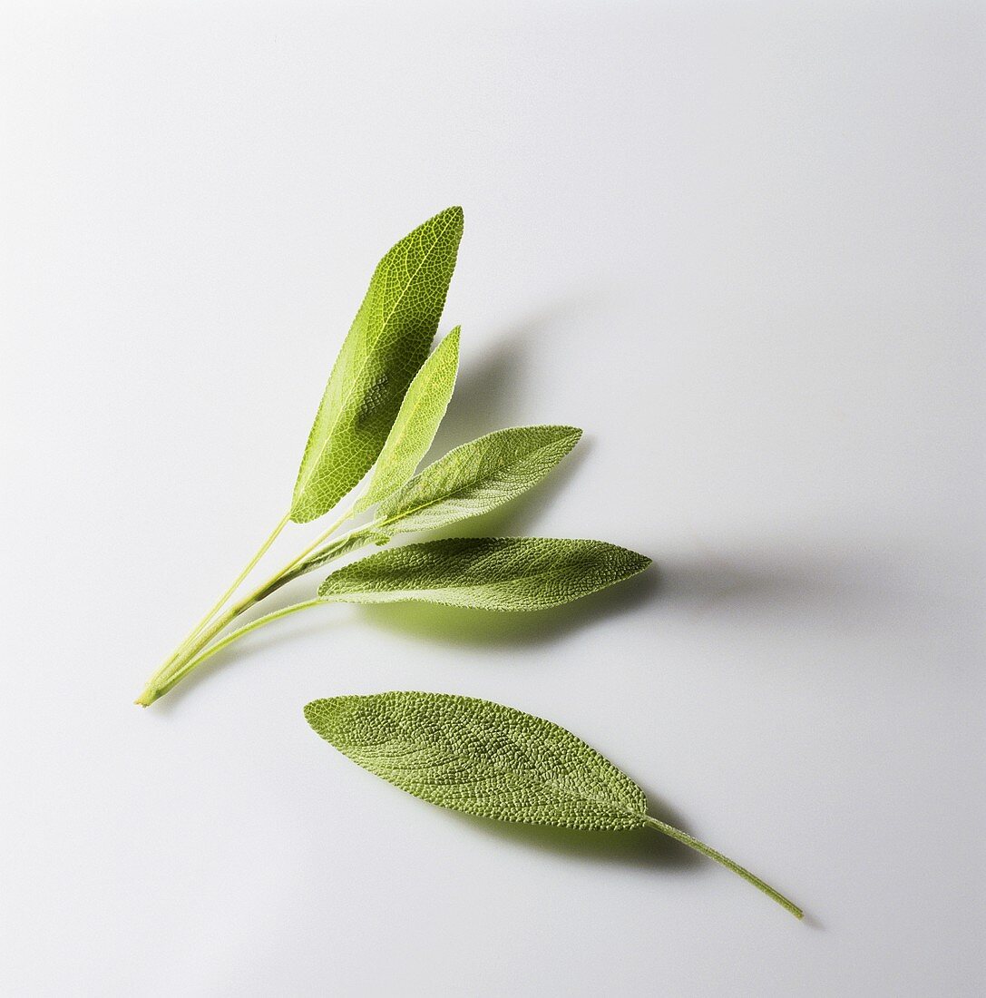 Fresh Sage Leaves