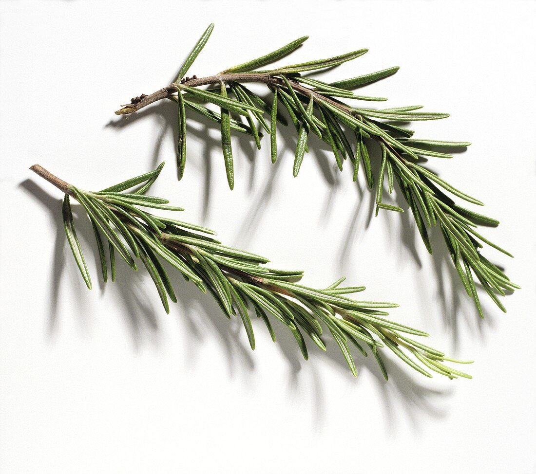 Two Rosemary Branches