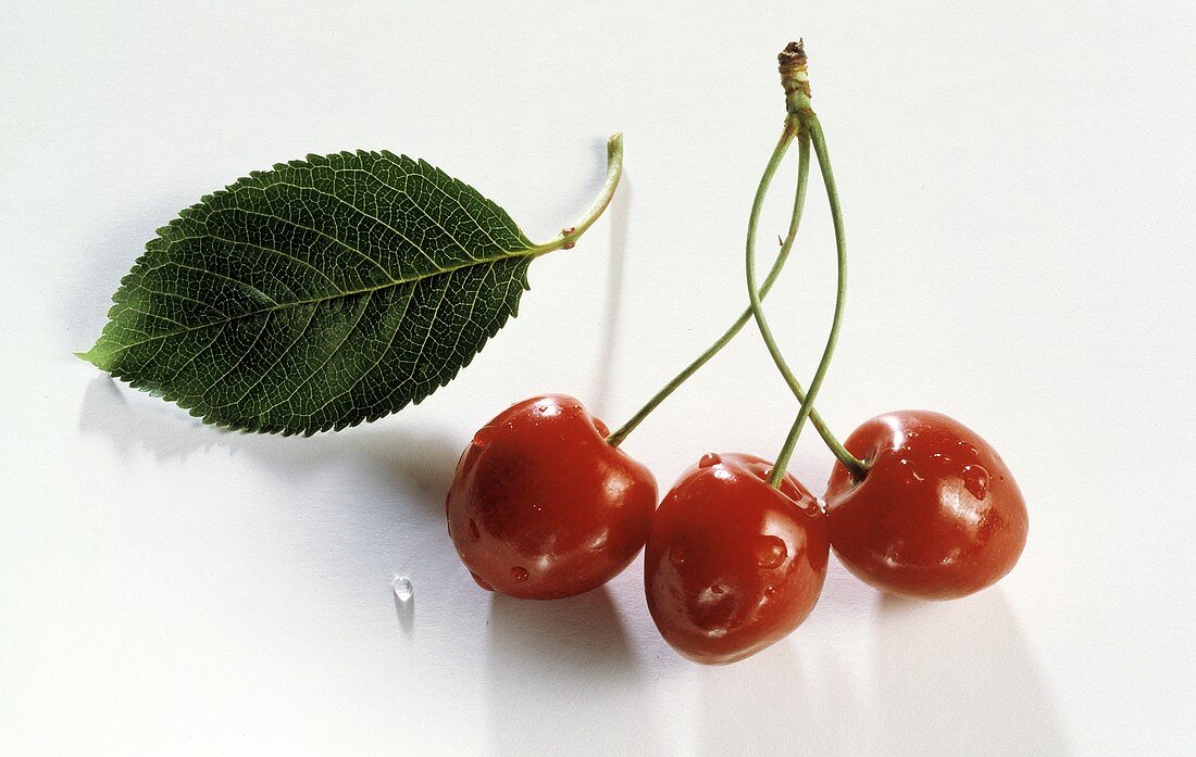 Three Cherries Connected by the Stem; Leaf