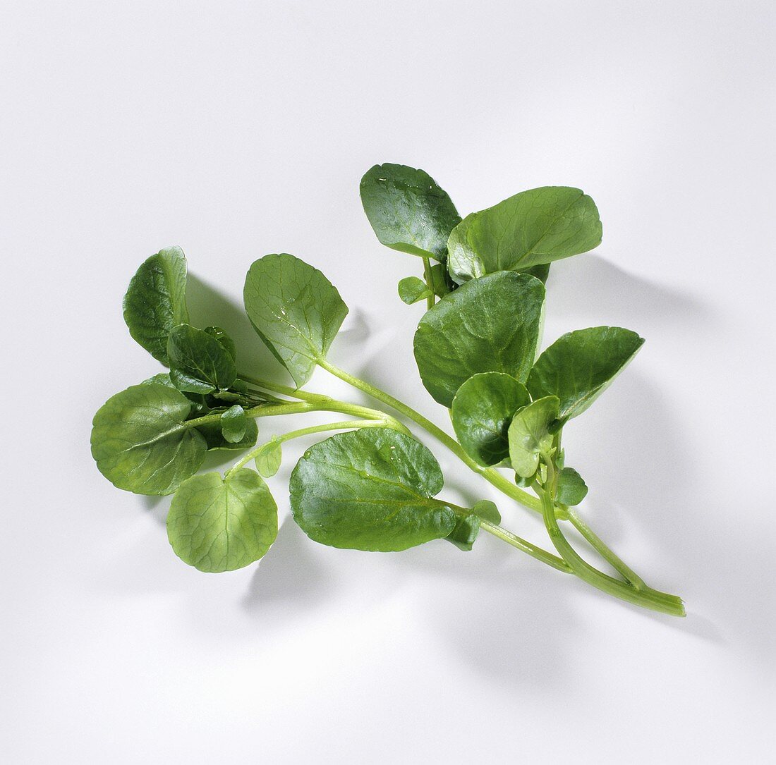 Fresh Sprig of Watercress