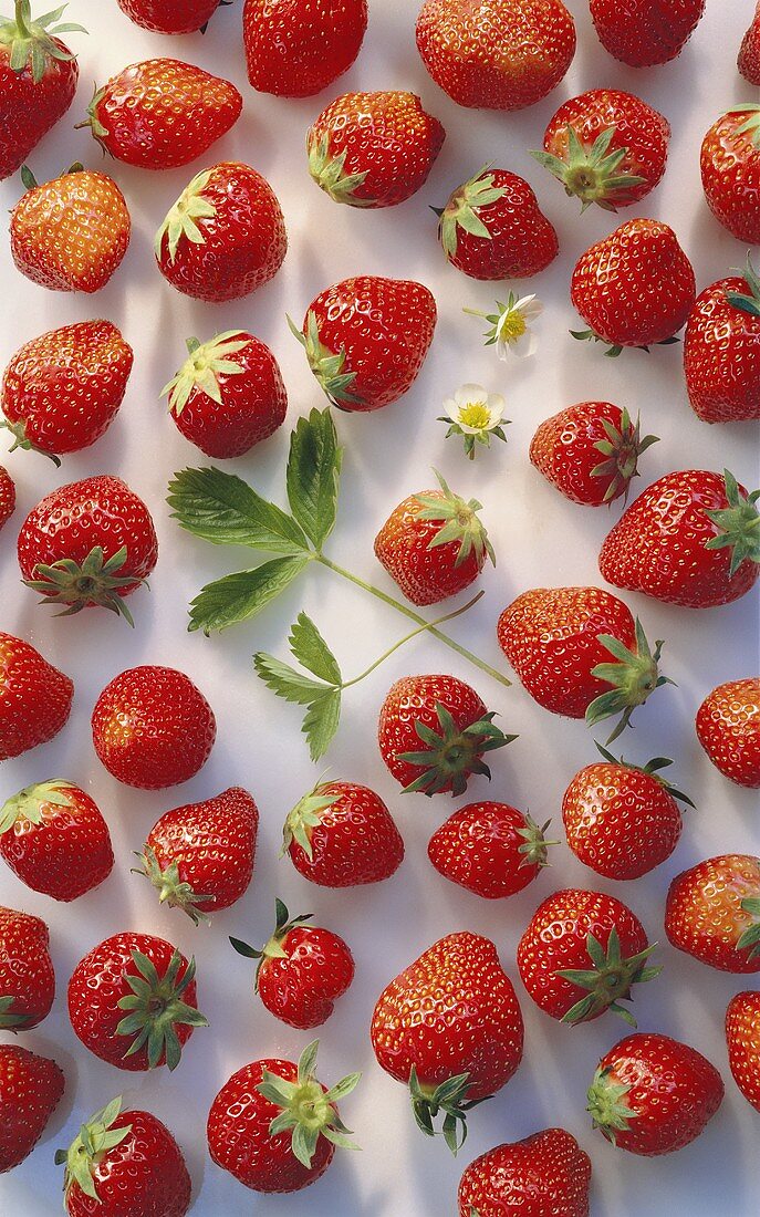 Erdbeeren, einzeln aufgelegt mit einigen Blüten & Blättern