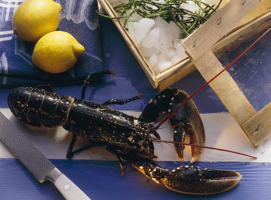 Frischer Hummer mit Zitronen & Kiste mit Eiswürfeln