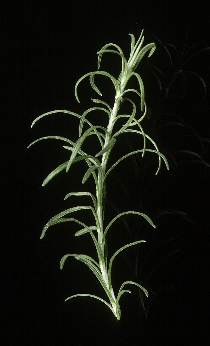 A sprig of curry plant