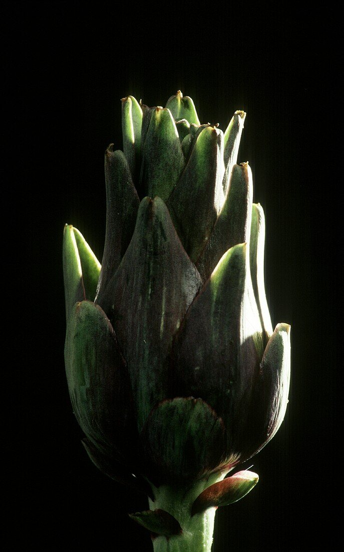 Artischocke mit länglichem Kopf & grün-violetten Blättern