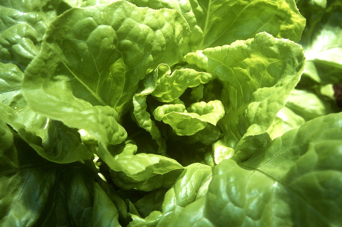 Lettuce plant in the field (close-up)
