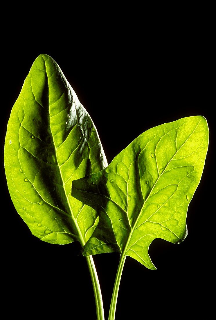 Two spinach leaves